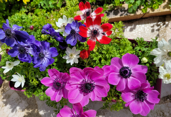 Psychologie positive